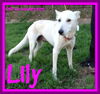 LILY