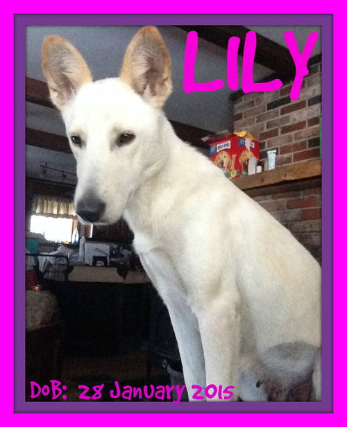 LILY