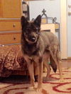 LOLA
