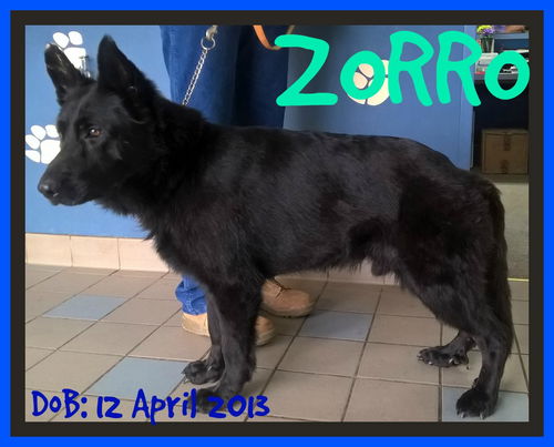 ZORRO