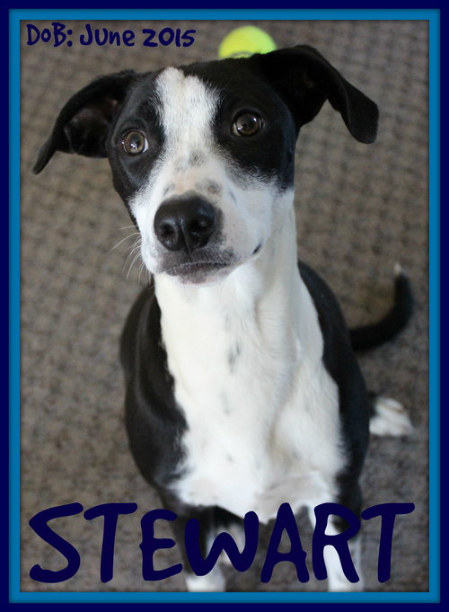 STEWART