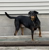 Dane