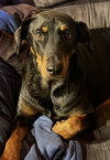 Dane