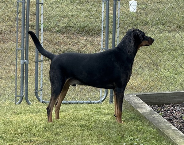 Dane