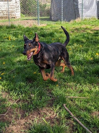 adoptable Dog in Waukesha, WI named Dane