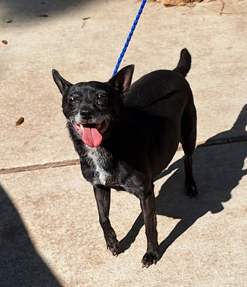 picture of the dog needing adoption