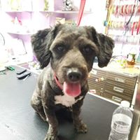 Lepanto, an adoptable Cocker Spaniel in Missouri City, TX