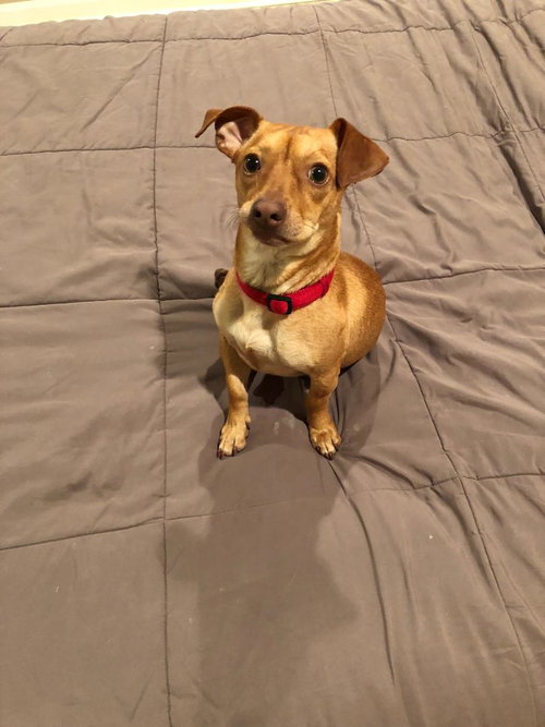 picture of the dog needing adoption