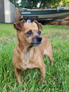 adoptable Dog in Missouri City, TX named Keita