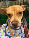 adoptable Dog in missouri city, TX named Darshan