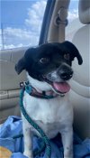 adoptable Dog in missouri city, TX named Bullet