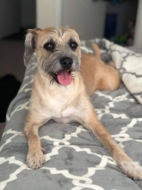 picture of the dog needing adoption
