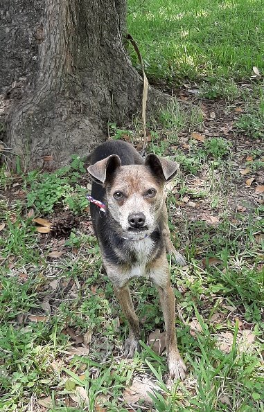 adoptable Dog in Missouri City, TX named Loralei