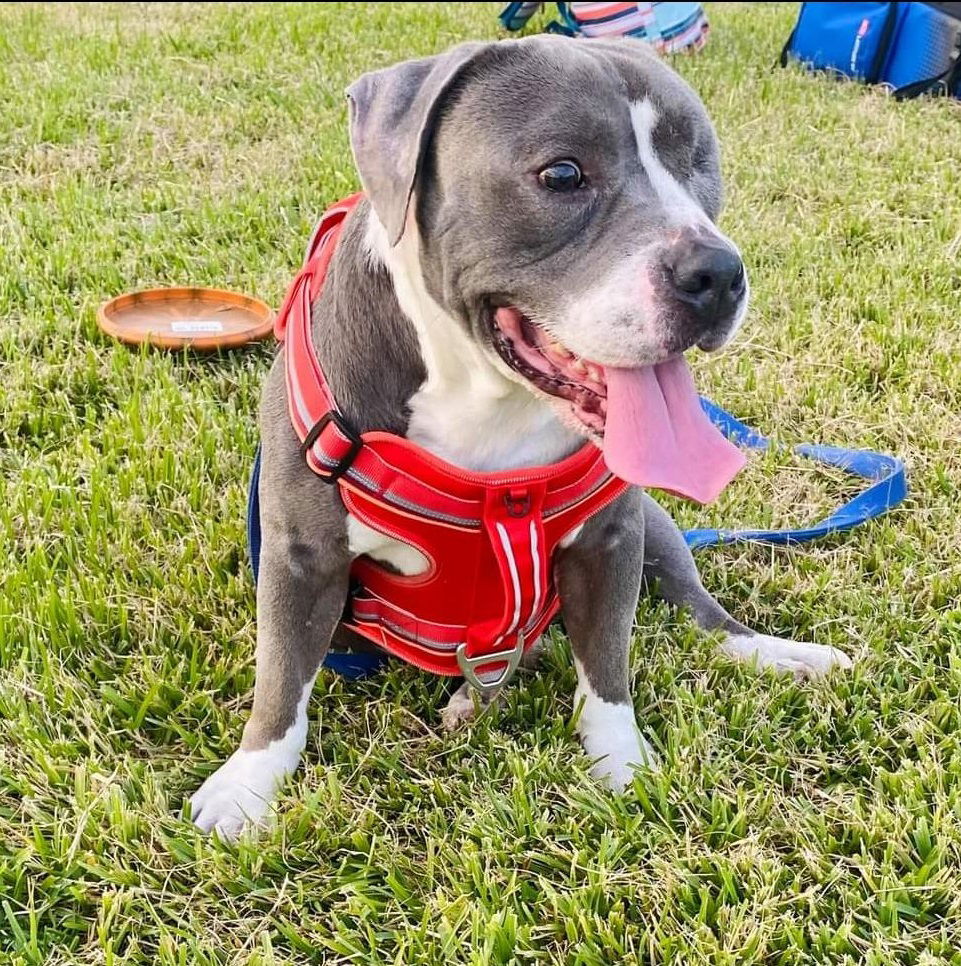 adoptable Dog in Missouri City, TX named Jasperi