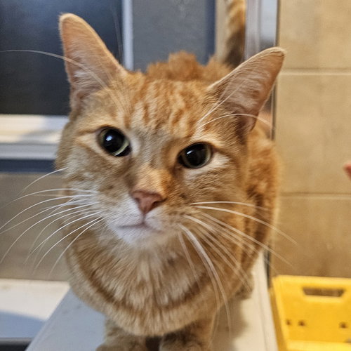 picture of the cat needing adoption