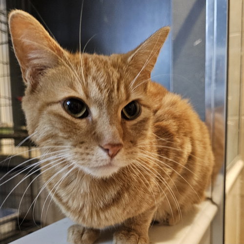 KODZO - Domestic Short Hair available for adoption