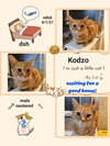 Kodzo - Photo 4