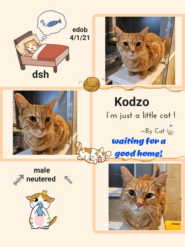 Kodzo
