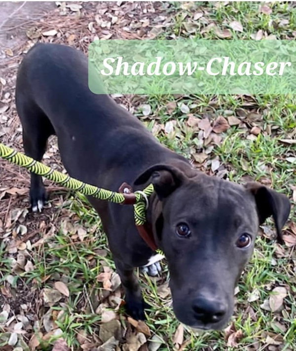 Shadow-Chaser
