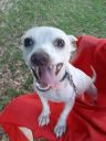 NOVENO - Chihuahua available for adoption