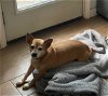 adoptable Dog in missouri city, TX named Damarco
