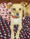 adoptable Dog in Missouri City, TX named Ruthine