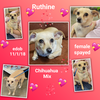 Ruthine - Photo 2