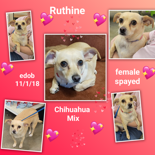 RUTHINE - Chihuahua available for adoption