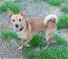 adoptable Dog in missouri city, TX named Denzello