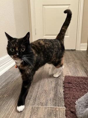 adoptable Cat in Missouri City, TX named Brandesa