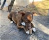adoptable Dog in  named Brownie-pl