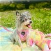 adoptable Dog in missouri city, TX named Fadila