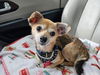 adoptable Dog in Missouri City, TX named Jennaro