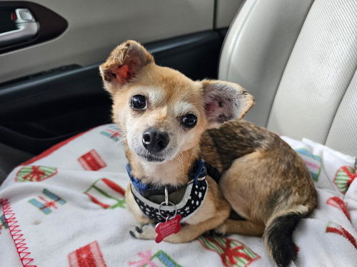 picture of the dog needing adoption