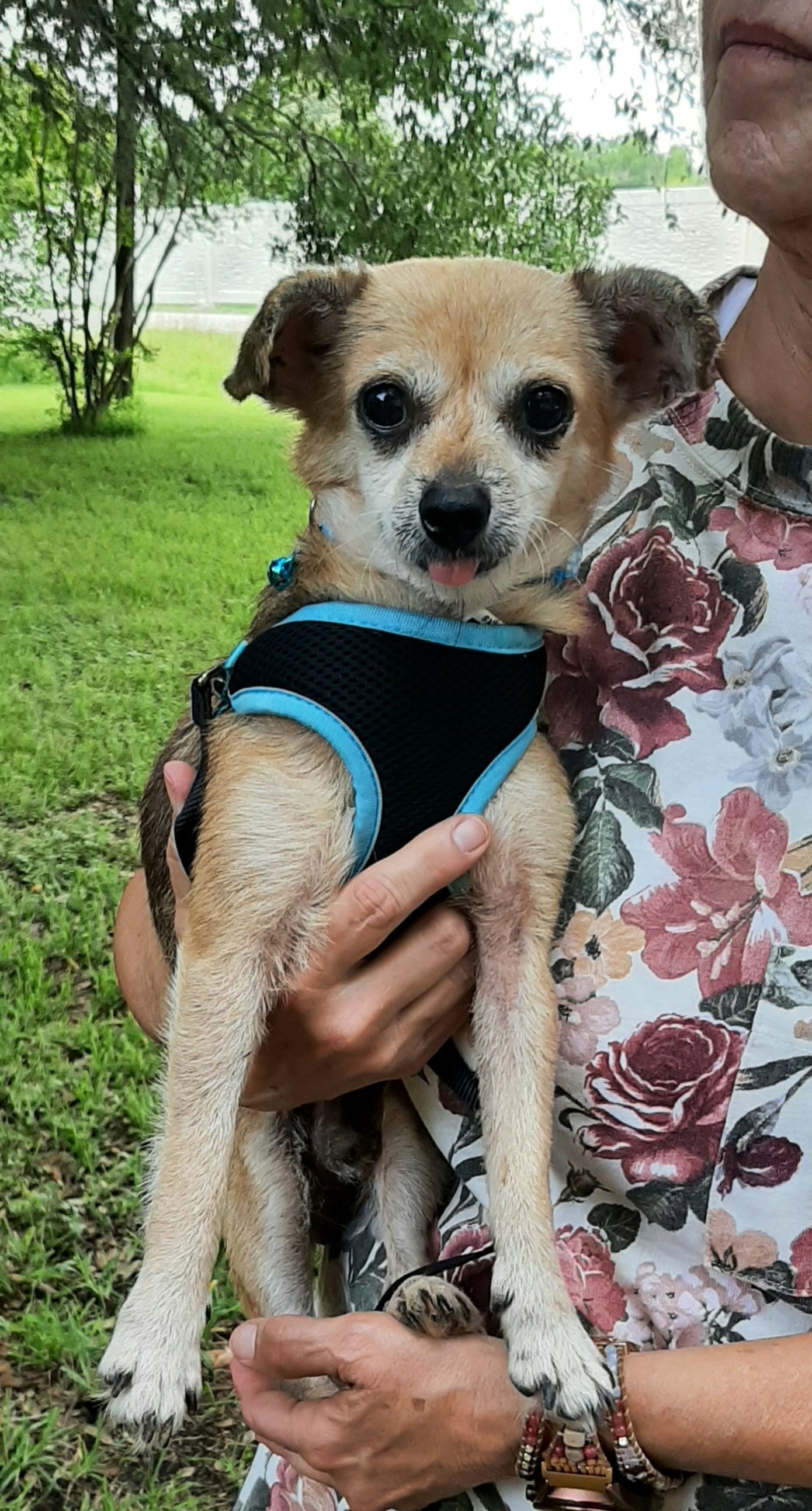 adoptable Dog in Missouri City, TX named Jennaro