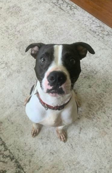 adoptable Dog in Missouri City, TX named Max-TL
