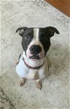 adoptable Dog in  named Max-TL