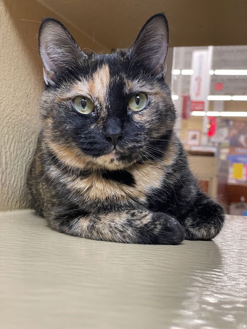 picture of the cat needing adoption