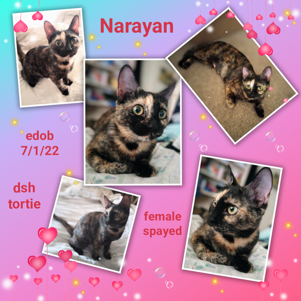 Narayan