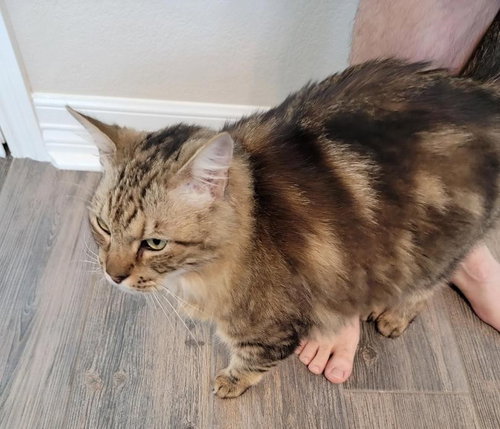 picture of the cat needing adoption