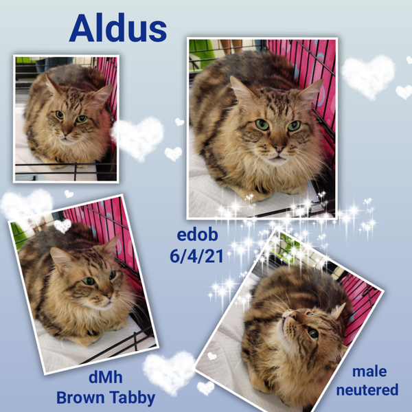 Aldus