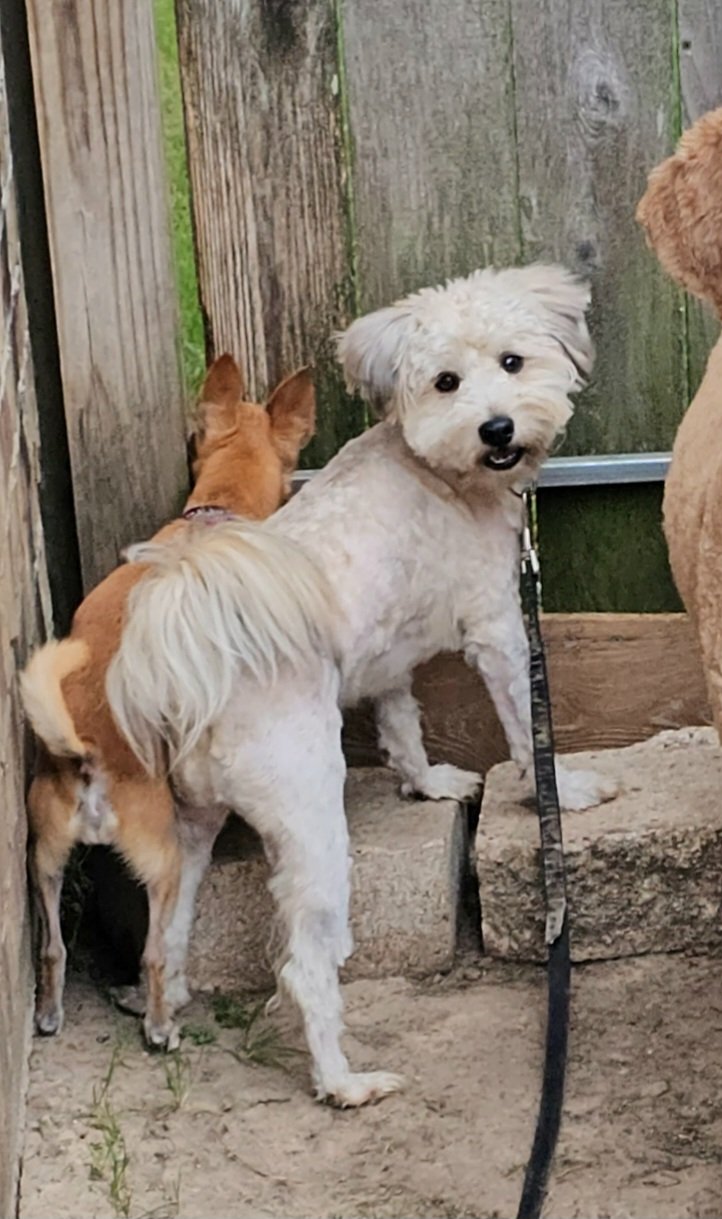adoptable Dog in Missouri City, TX named Sadiku