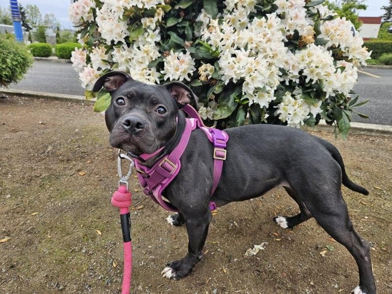 adoptable Dog in Missouri City, TX named Sweet-Tea