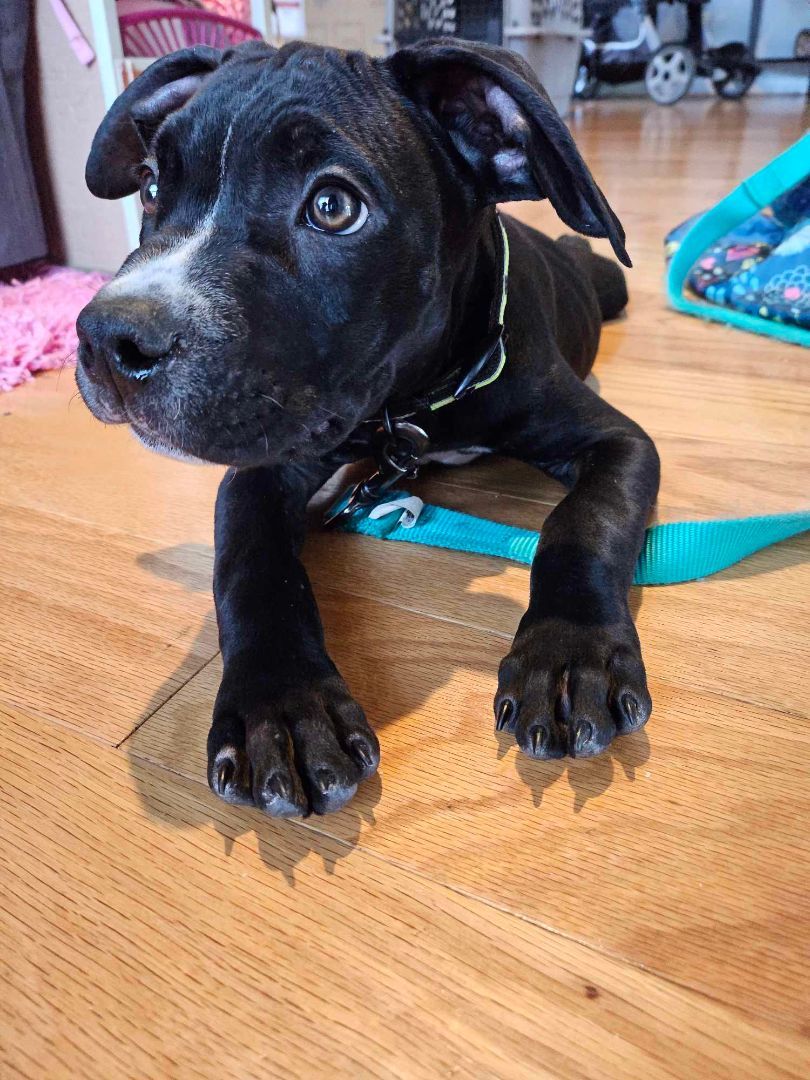 Dog for Adoption DillPickle, a Black Labrador Retriever in Spring