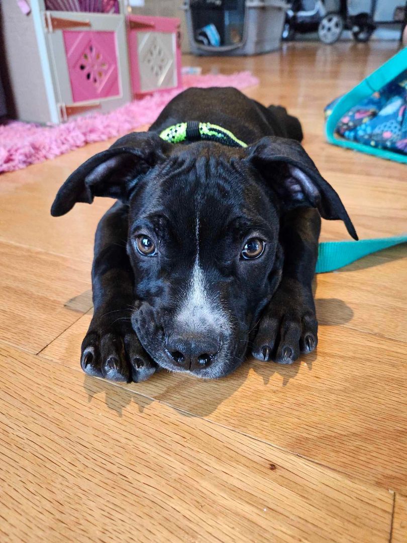 Dog for Adoption DillPickle, a Black Labrador Retriever in Spring
