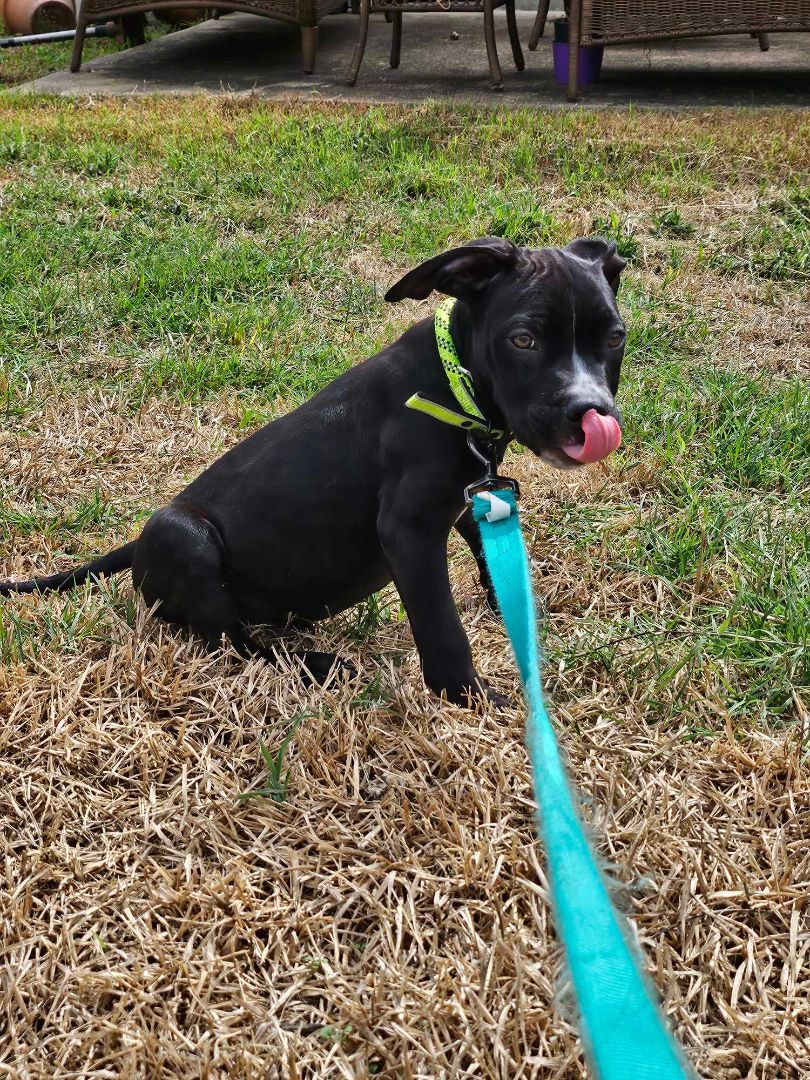 Dog for Adoption DillPickle, a Black Labrador Retriever in Spring