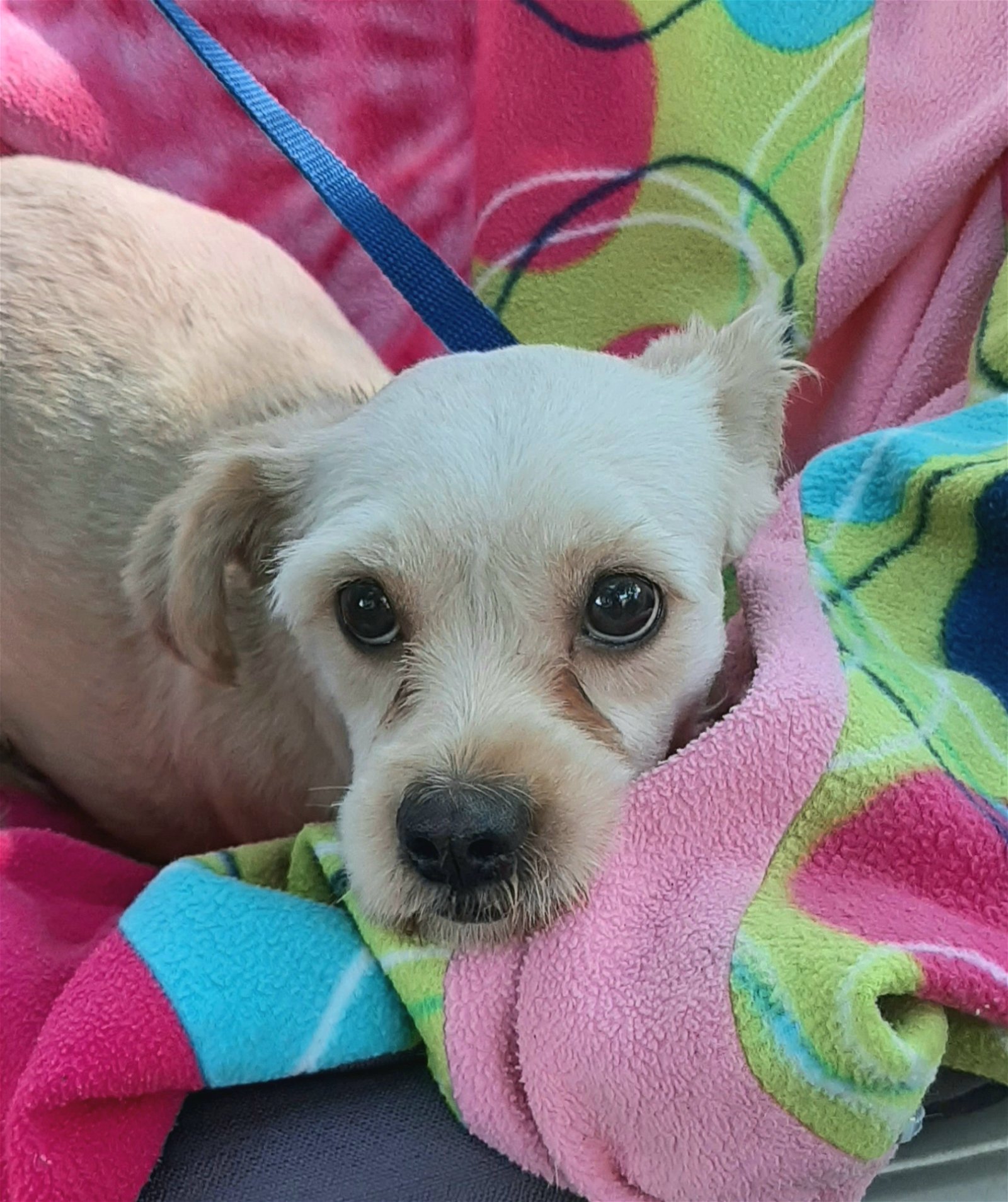 adoptable Dog in Missouri City, TX named Rhianna