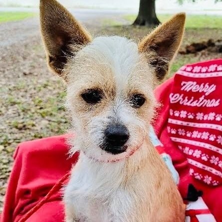 adoptable Dog in Missouri City, TX named Oswego