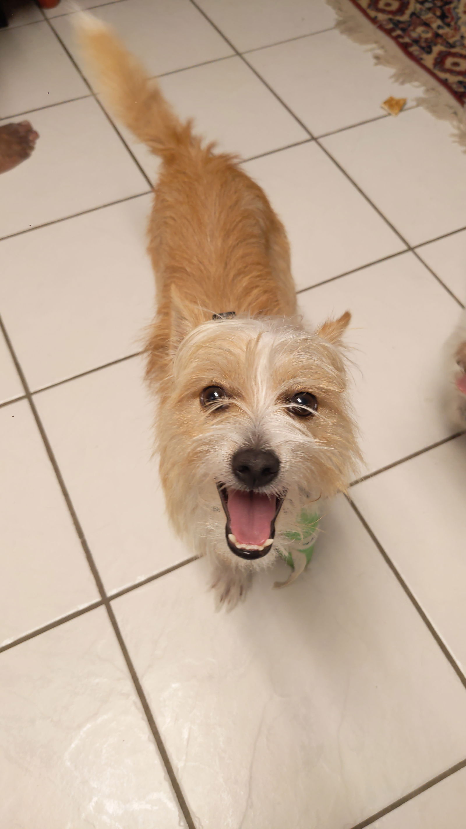 adoptable Dog in Missouri City, TX named Oswego