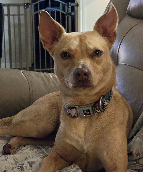 LIZOTTE - Basenji / Rat Terrier available for adoption